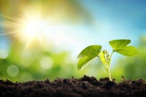 Little Plant in Dirt Growth | Taxwise Australia | 08 6216 4309