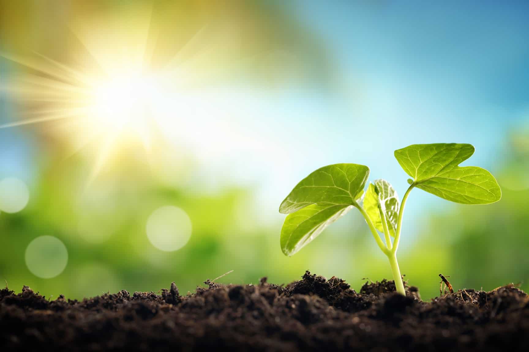 Little Plant in Dirt Growth | Taxwise Australia | 08 6216 4309