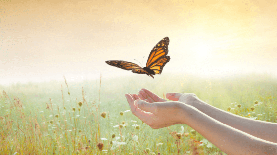 Re-Contribution Of COVID-19 Early Release Super Amounts | Taxwise Australia Re Contribution Of COVID 19 Early Release Super Amounts | Taxwise Australia | 08 6216 4309