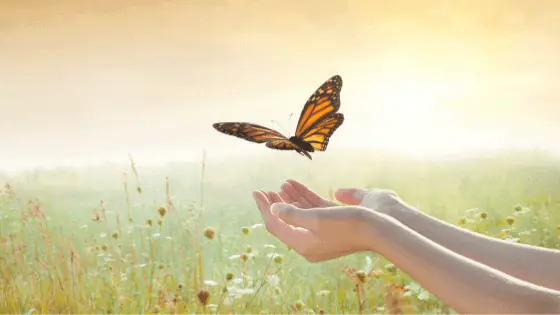 Re Contribution Of COVID 19 Early Release Super Amounts | Taxwise Australia | 08 6216 4309