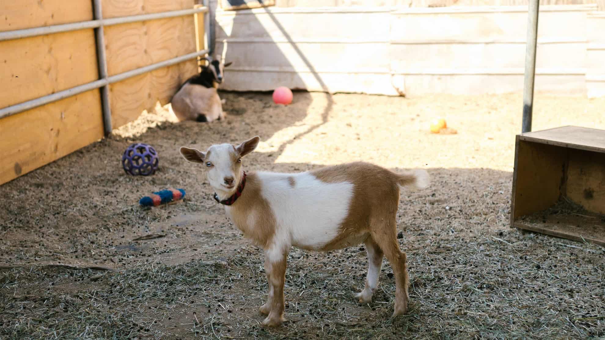 agistment business | Taxwise Australia | 08 6216 4309