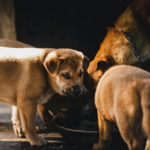 Taxpayer's dog breeding activities held to be an enterprise | Taxwise Australia Taxpayer's dog breeding activities held to be an enterprise