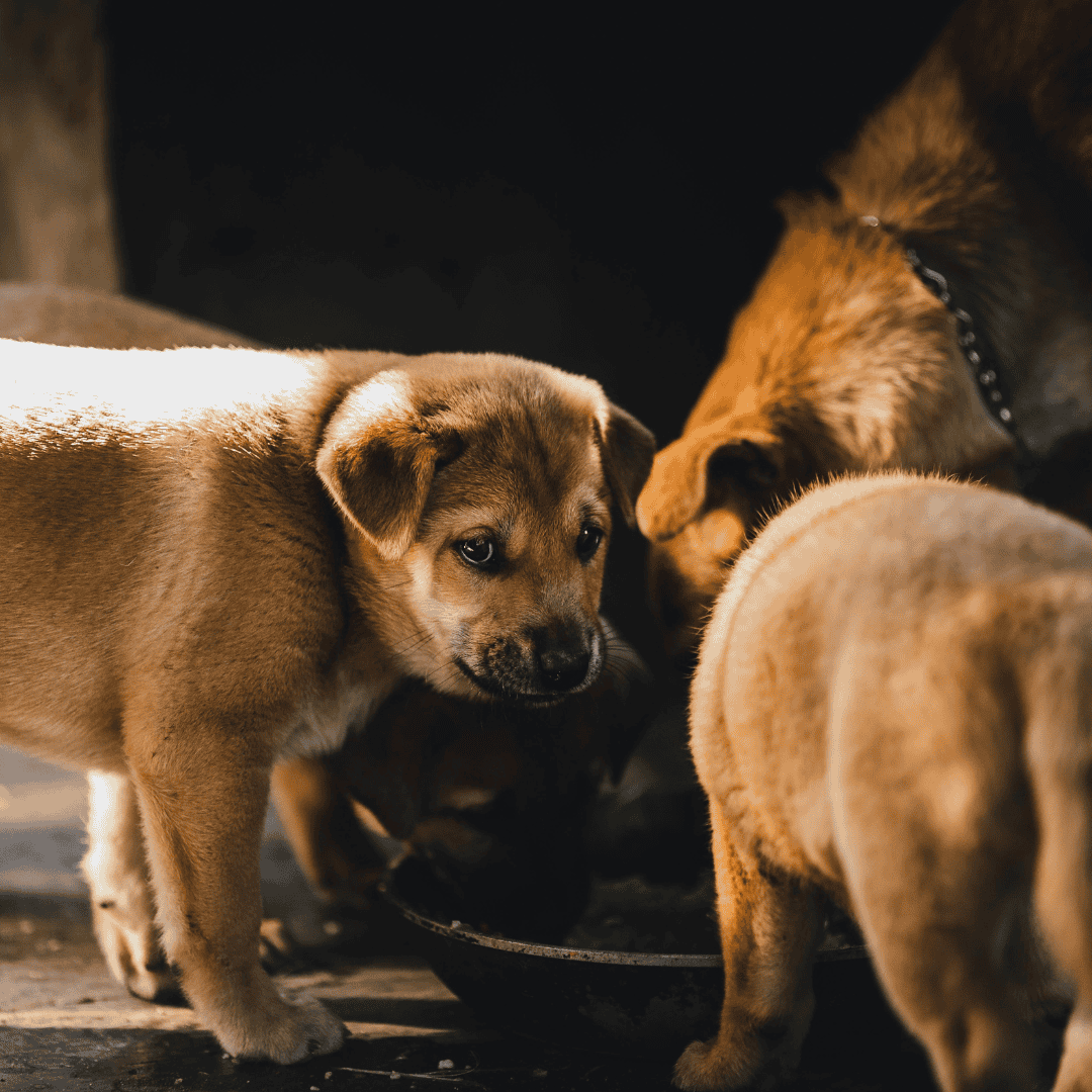Taxpayers dog breeding activities held to be an enterprise | Taxwise Australia | 08 6216 4309